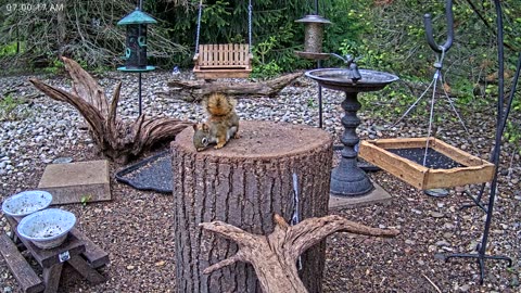 LIVE 24/7 Indiana Birds, Squirrels and Wildlife Feeder Cam