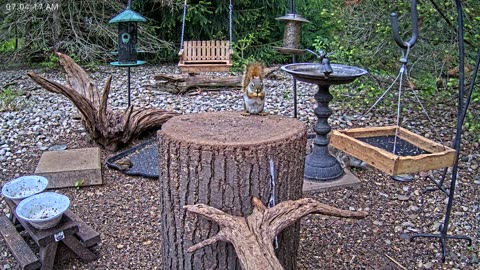 LIVE 24/7 Indiana Birds, Squirrels and Wildlife Feeder Cam