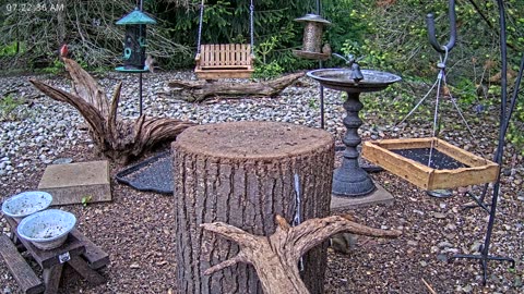LIVE 24/7 Indiana Birds, Squirrels and Wildlife Feeder Cam