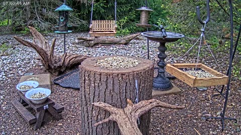LIVE 24/7 Indiana Birds, Squirrels and Wildlife Feeder Cam