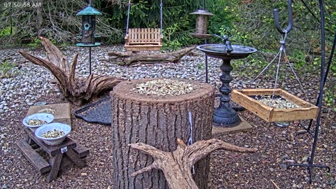 LIVE 24/7 Indiana Birds, Squirrels and Wildlife Feeder Cam