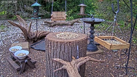 LIVE 24/7 Indiana Birds, Squirrels and Wildlife Feeder Cam
