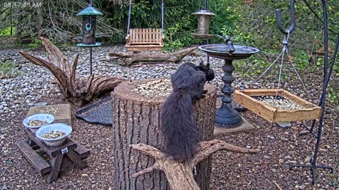 LIVE 24/7 Indiana Birds, Squirrels and Wildlife Feeder Cam