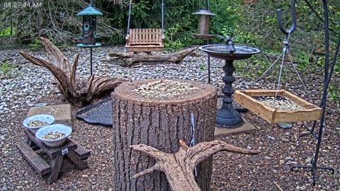 LIVE 24/7 Indiana Birds, Squirrels and Wildlife Feeder Cam