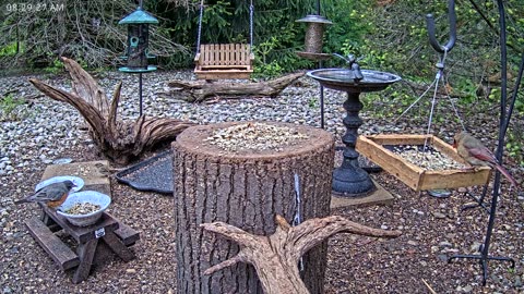 LIVE 24/7 Indiana Birds, Squirrels and Wildlife Feeder Cam