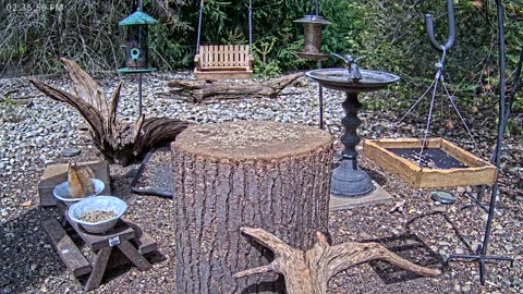 LIVE 24/7 Indiana Birds, Squirrels and Wildlife Feeder Cam