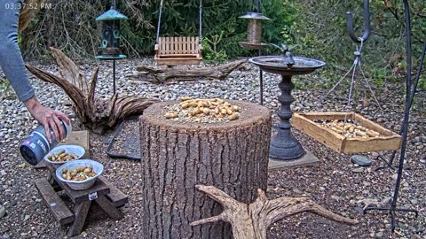 LIVE 24/7 Indiana Birds, Squirrels and Wildlife Feeder Cam