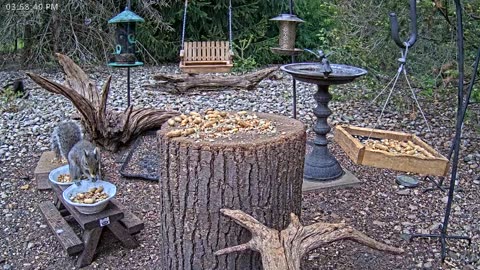 LIVE 24/7 Indiana Birds, Squirrels and Wildlife Feeder Cam
