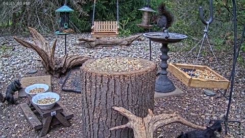 LIVE 24/7 Indiana Birds, Squirrels and Wildlife Feeder Cam