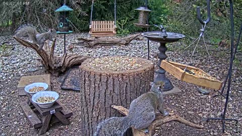 LIVE 24/7 Indiana Birds, Squirrels and Wildlife Feeder Cam