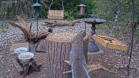 LIVE 24/7 Indiana Birds, Squirrels and Wildlife Feeder Cam