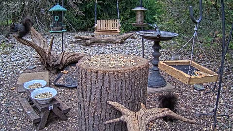 LIVE 24/7 Indiana Birds, Squirrels and Wildlife Feeder Cam