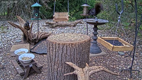 LIVE 24/7 Indiana Birds, Squirrels and Wildlife Feeder Cam
