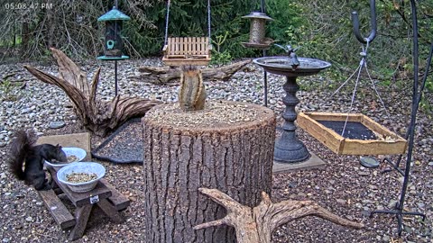 LIVE 24/7 Indiana Birds, Squirrels and Wildlife Feeder Cam