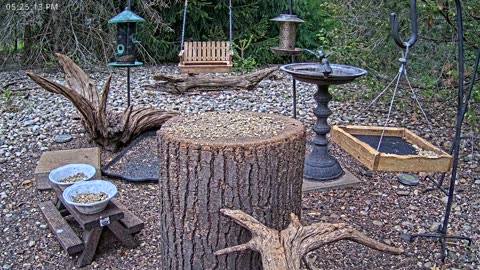 LIVE 24/7 Indiana Birds, Squirrels and Wildlife Feeder Cam