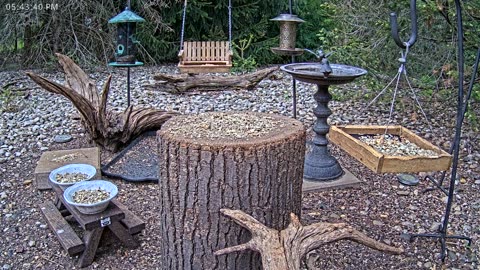 LIVE 24/7 Indiana Birds, Squirrels and Wildlife Feeder Cam