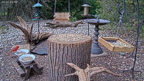 LIVE 24/7 Indiana Birds, Squirrels and Wildlife Feeder Cam