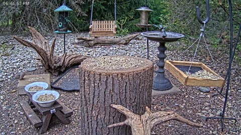 LIVE 24/7 Indiana Birds, Squirrels and Wildlife Feeder Cam