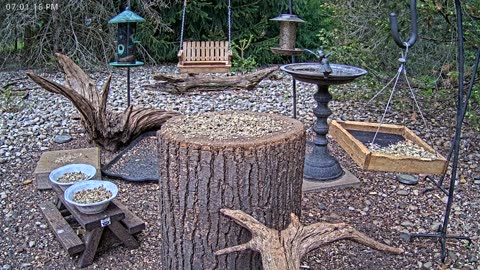 LIVE 24/7 Indiana Birds, Squirrels and Wildlife Feeder Cam
