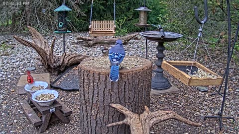 LIVE 24/7 Indiana Birds, Squirrels and Wildlife Feeder Cam