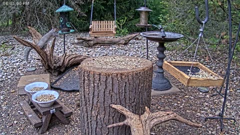 LIVE 24/7 Indiana Birds, Squirrels and Wildlife Feeder Cam