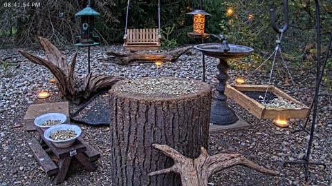 LIVE 24/7 Indiana Birds, Squirrels and Wildlife Feeder Cam