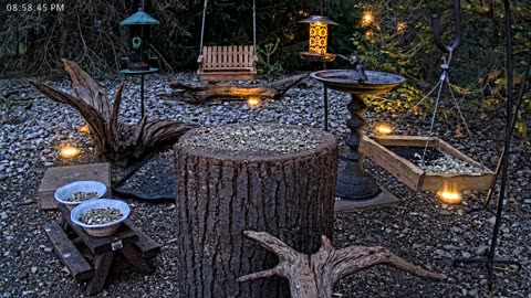 LIVE 24/7 Indiana Birds, Squirrels and Wildlife Feeder Cam