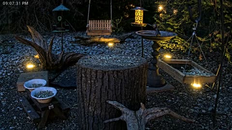 LIVE 24/7 Indiana Birds, Squirrels and Wildlife Feeder Cam