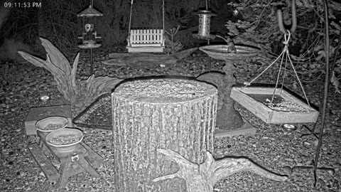 LIVE 24/7 Indiana Birds, Squirrels and Wildlife Feeder Cam