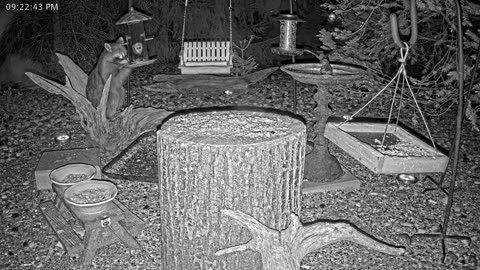 LIVE 24/7 Indiana Birds, Squirrels and Wildlife Feeder Cam