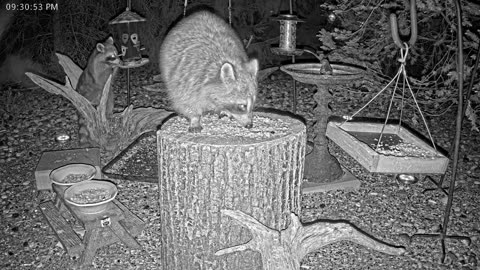 LIVE 24/7 Indiana Birds, Squirrels and Wildlife Feeder Cam