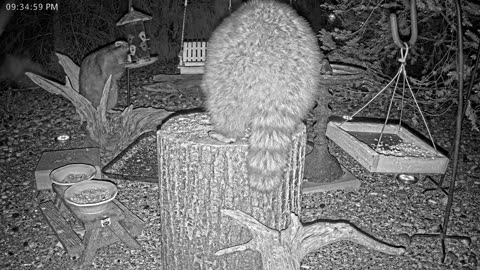 LIVE 24/7 Indiana Birds, Squirrels and Wildlife Feeder Cam