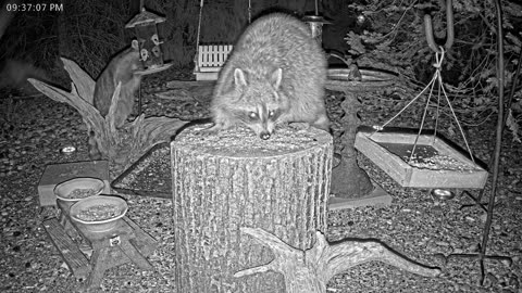 LIVE 24/7 Indiana Birds, Squirrels and Wildlife Feeder Cam