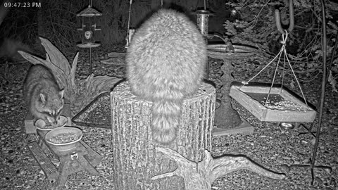 LIVE 24/7 Indiana Birds, Squirrels and Wildlife Feeder Cam