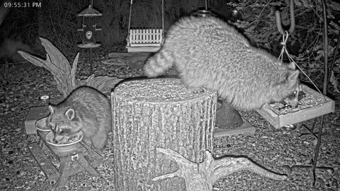 LIVE 24/7 Indiana Birds, Squirrels and Wildlife Feeder Cam