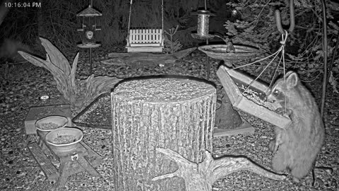 LIVE 24/7 Indiana Birds, Squirrels and Wildlife Feeder Cam