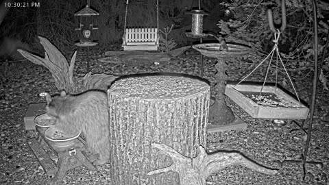 LIVE 24/7 Indiana Birds, Squirrels and Wildlife Feeder Cam