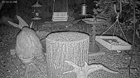 LIVE 24/7 Indiana Birds, Squirrels and Wildlife Feeder Cam