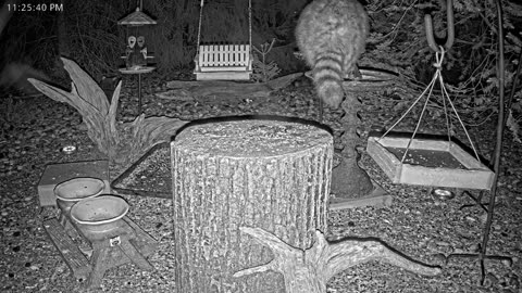 LIVE 24/7 Indiana Birds, Squirrels and Wildlife Feeder Cam