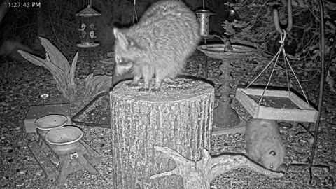 LIVE 24/7 Indiana Birds, Squirrels and Wildlife Feeder Cam