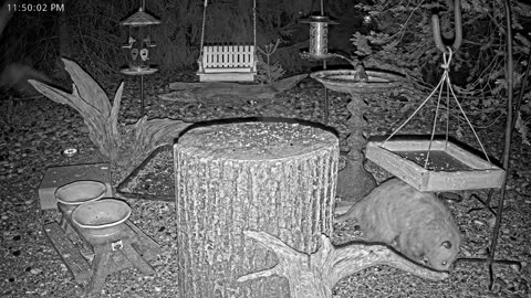 LIVE 24/7 Indiana Birds, Squirrels and Wildlife Feeder Cam