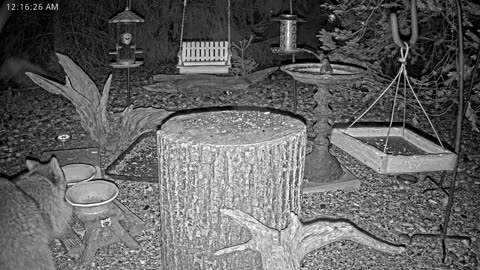 LIVE 24/7 Indiana Birds, Squirrels and Wildlife Feeder Cam