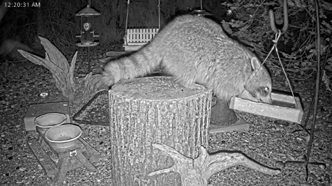 LIVE 24/7 Indiana Birds, Squirrels and Wildlife Feeder Cam
