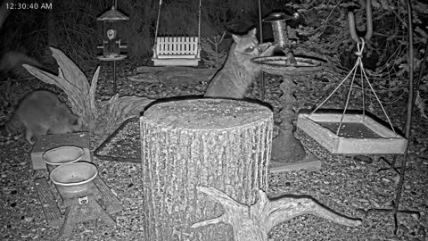 LIVE 24/7 Indiana Birds, Squirrels and Wildlife Feeder Cam