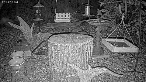 LIVE 24/7 Indiana Birds, Squirrels and Wildlife Feeder Cam