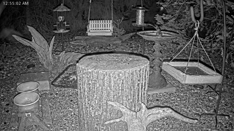 LIVE 24/7 Indiana Birds, Squirrels and Wildlife Feeder Cam