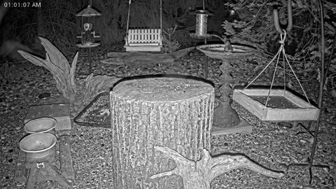 LIVE 24/7 Indiana Birds, Squirrels and Wildlife Feeder Cam