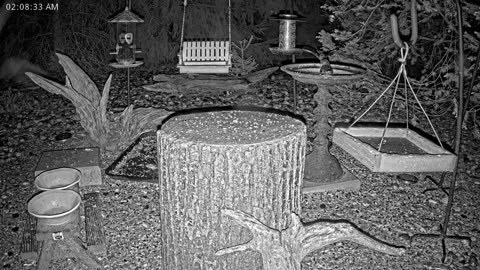 LIVE 24/7 Indiana Birds, Squirrels and Wildlife Feeder Cam