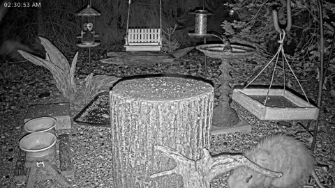 LIVE 24/7 Indiana Birds, Squirrels and Wildlife Feeder Cam