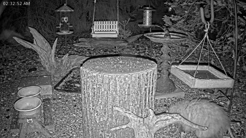 LIVE 24/7 Indiana Birds, Squirrels and Wildlife Feeder Cam